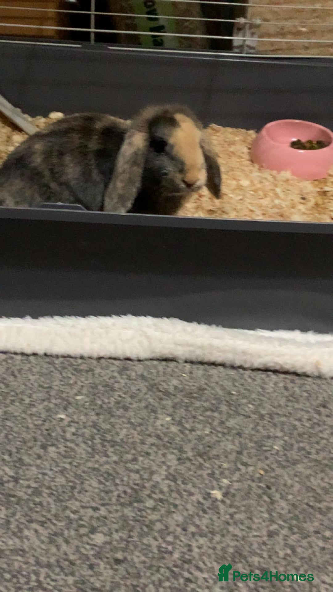 English Lop rabbits for sale: Female lop  - Image 2