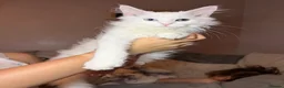 Maine Coon cats for sale: Maine coon kittens - Advert 7