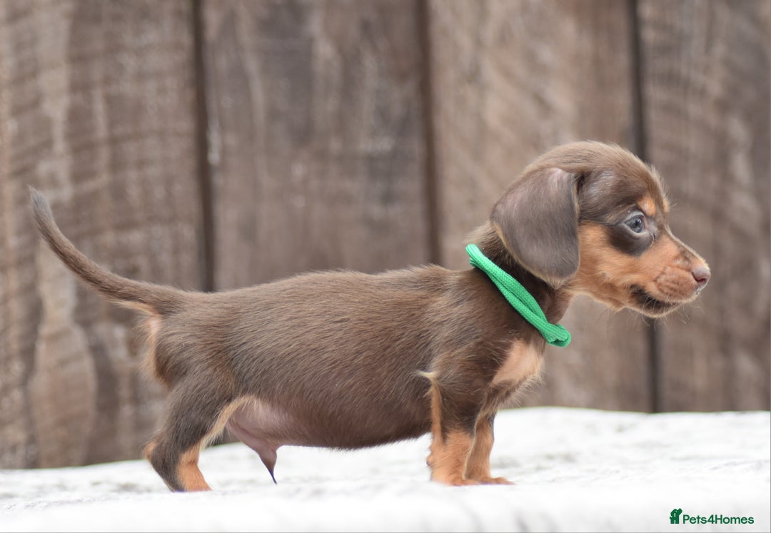 Miniature Dachshund dogs for sale: Miniature Dachshunds Chocolate and Tan Boys  - Image 4