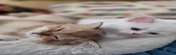 Scottish Fold cats for sale: BEAUTIFUL GIRLS LOOKING FOR FOREVER HOMES - Advert 26