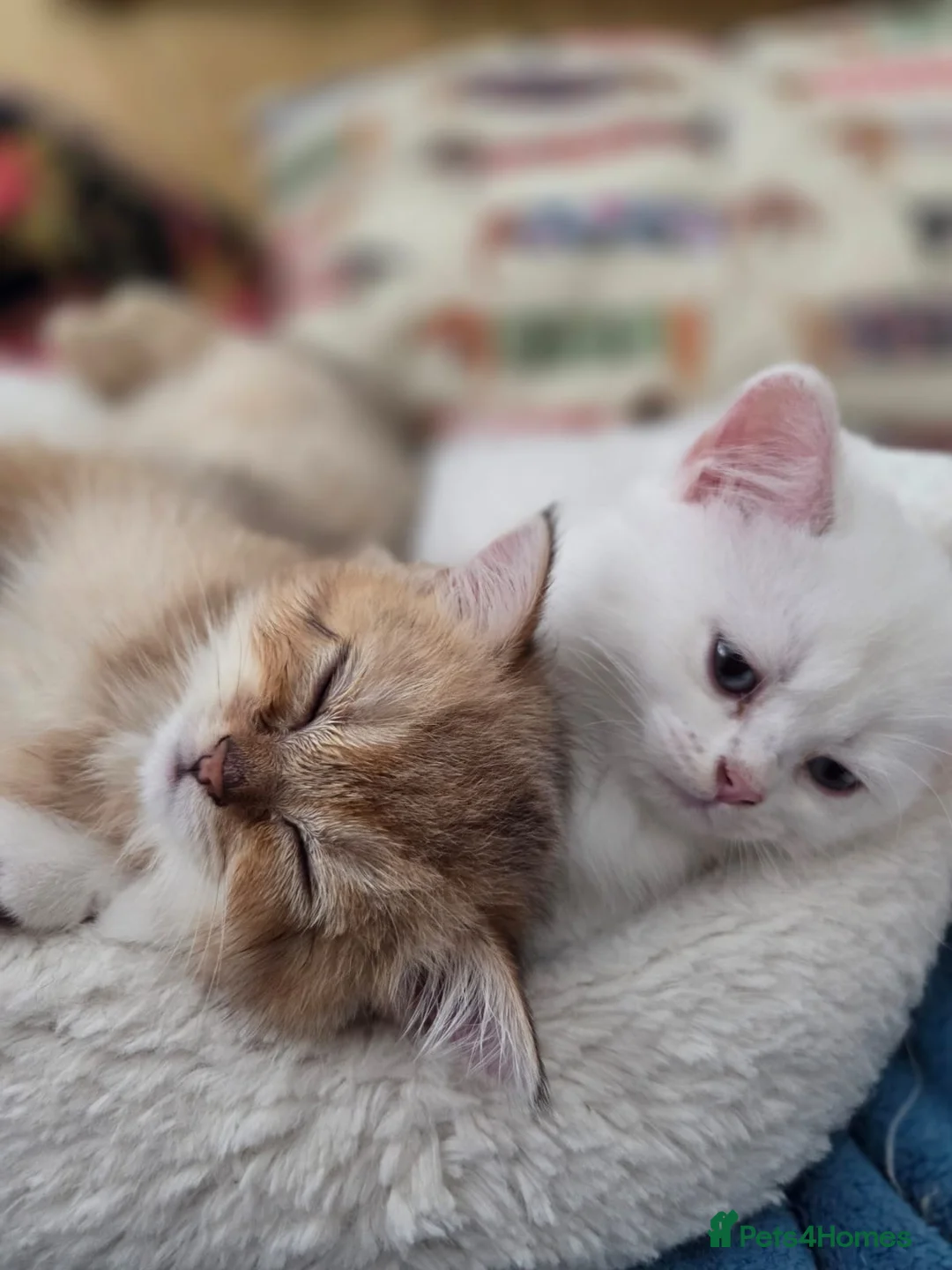 Scottish Fold cats for sale: BEAUTIFUL GIRLS LOOKING FOR FOREVER HOMES - Advert 26