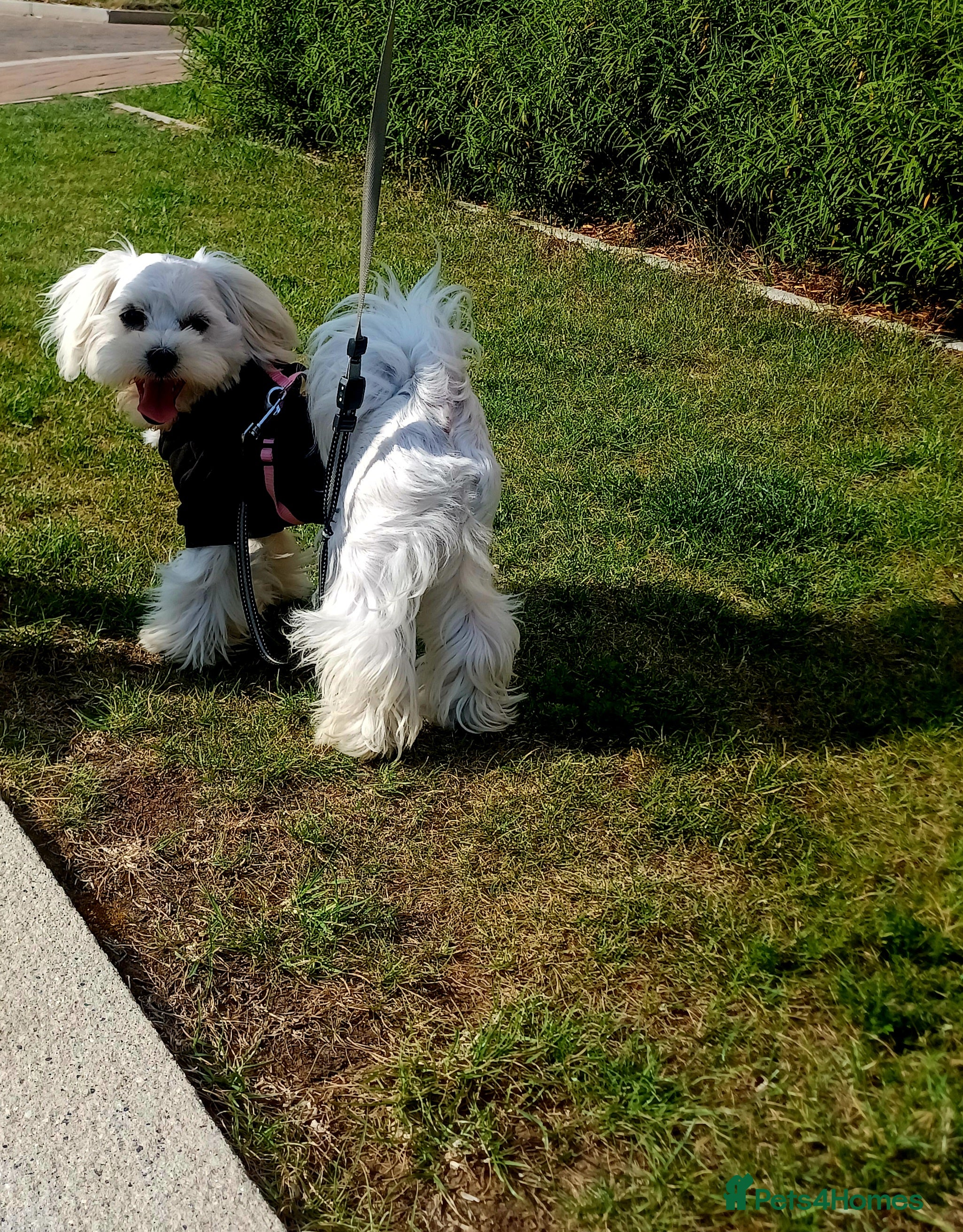 Maltese dogs New Adroble boy only for stud whit baby face :) - Advert 10