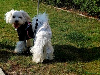 Maltese dogs New Adroble boy only for stud whit baby face :) - Advert 9