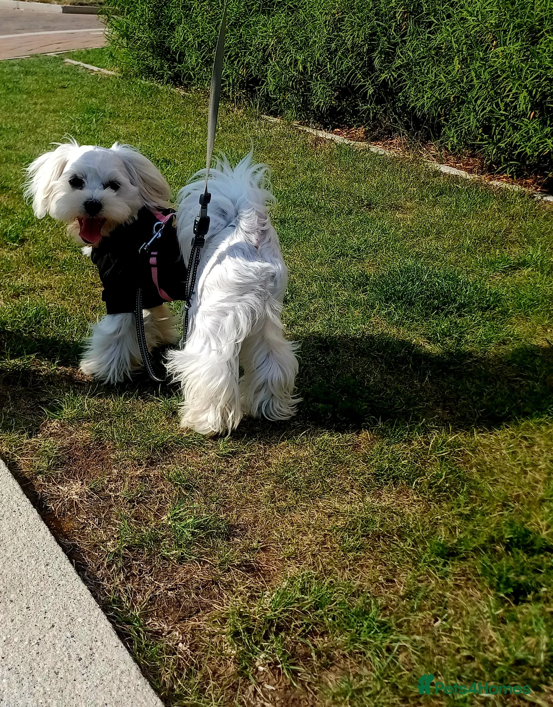 Maltese dogs for stud: New Adroble boy only for stud whit baby face :) - Advert 1