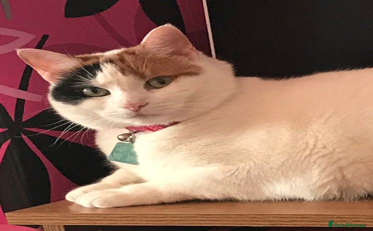 Mixed Breed cats - Advert 1