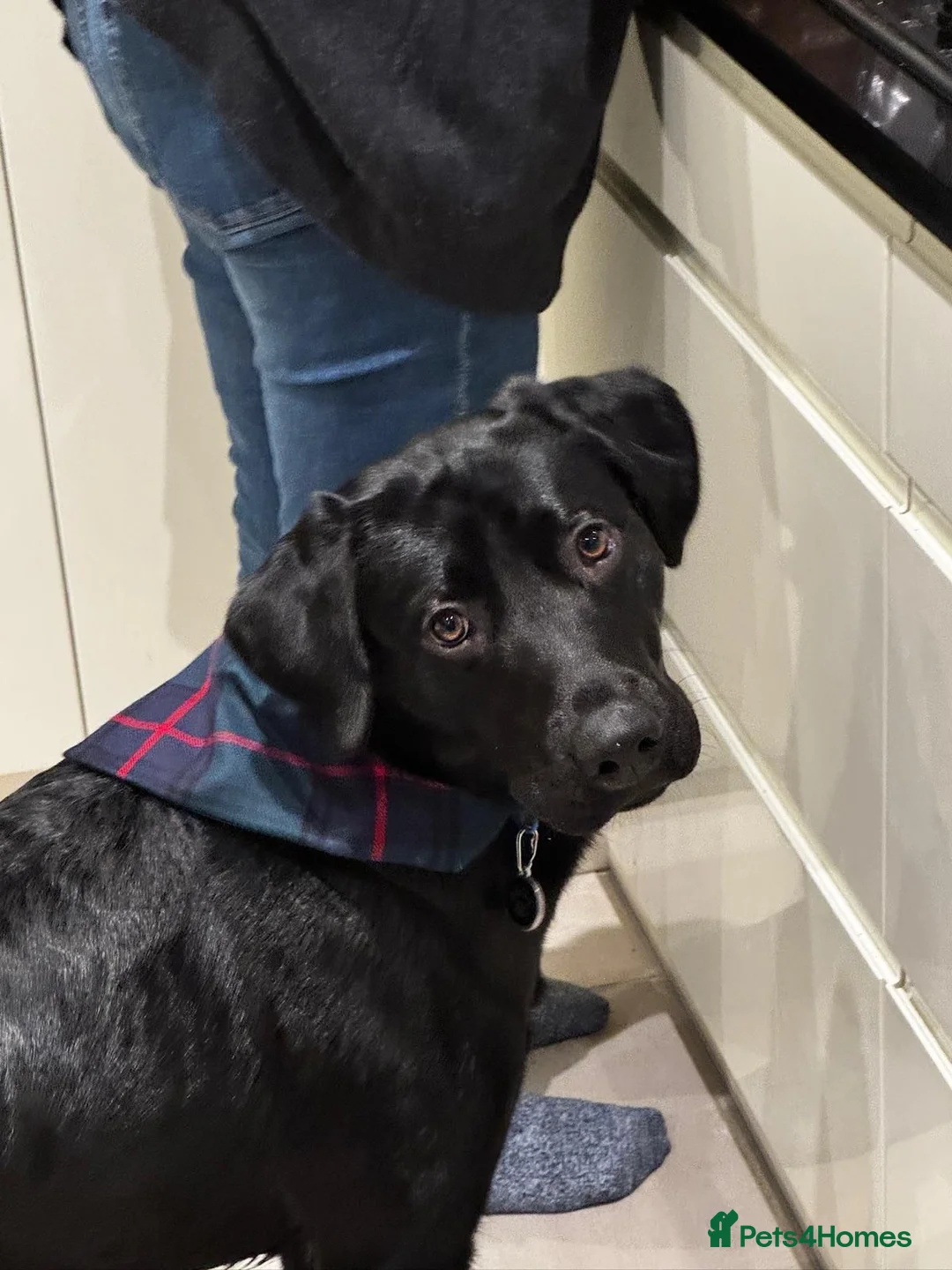 Labrador Retriever dogs for stud: KC REGISTERED LABRADOR STUD  in Worcester - Advert 6