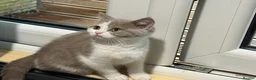 British Shorthair cats for sale: 3 Gorgeous TICA registered kittens  - Advert 5