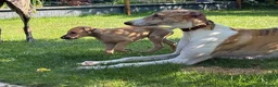 Greyhound dogs for sale: Hungarian Greyhound Pups - Advert 6