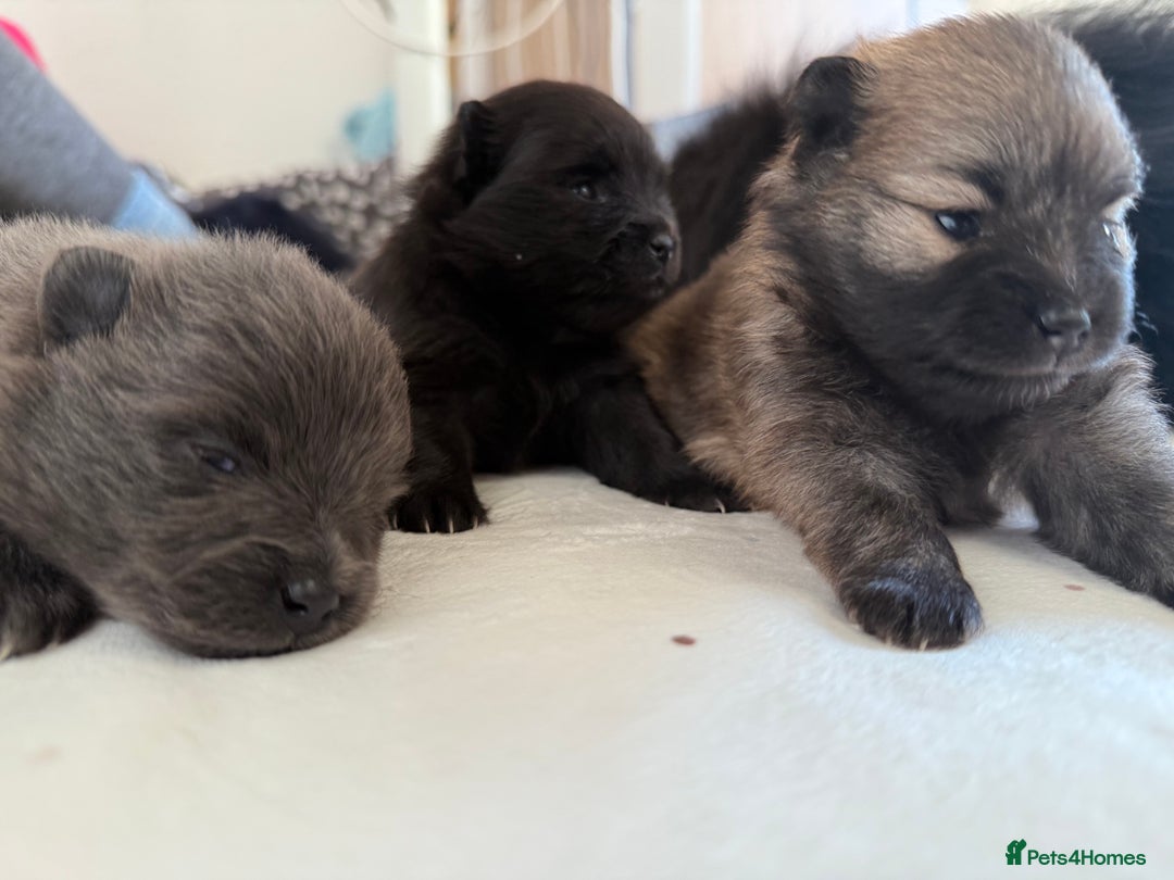 Pomeranian dogs for sale: Two Poms looking for forever home - Advert 2