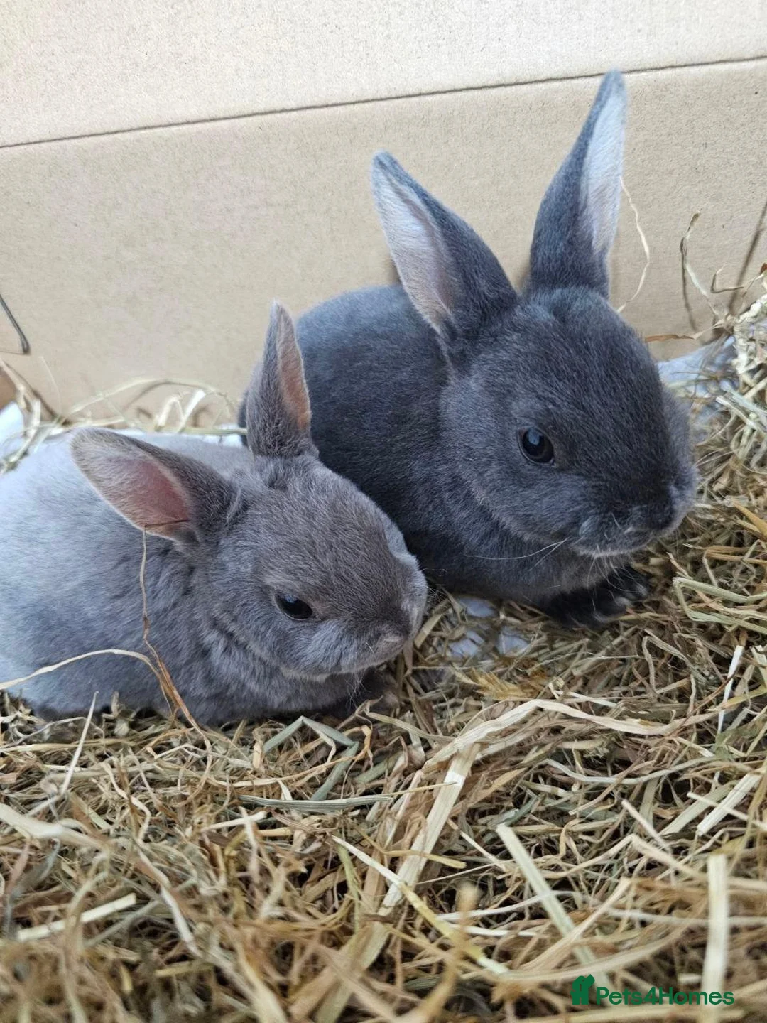 Rex rabbits for sale:  Adorable Rex Rabbits Babies - Advert 1