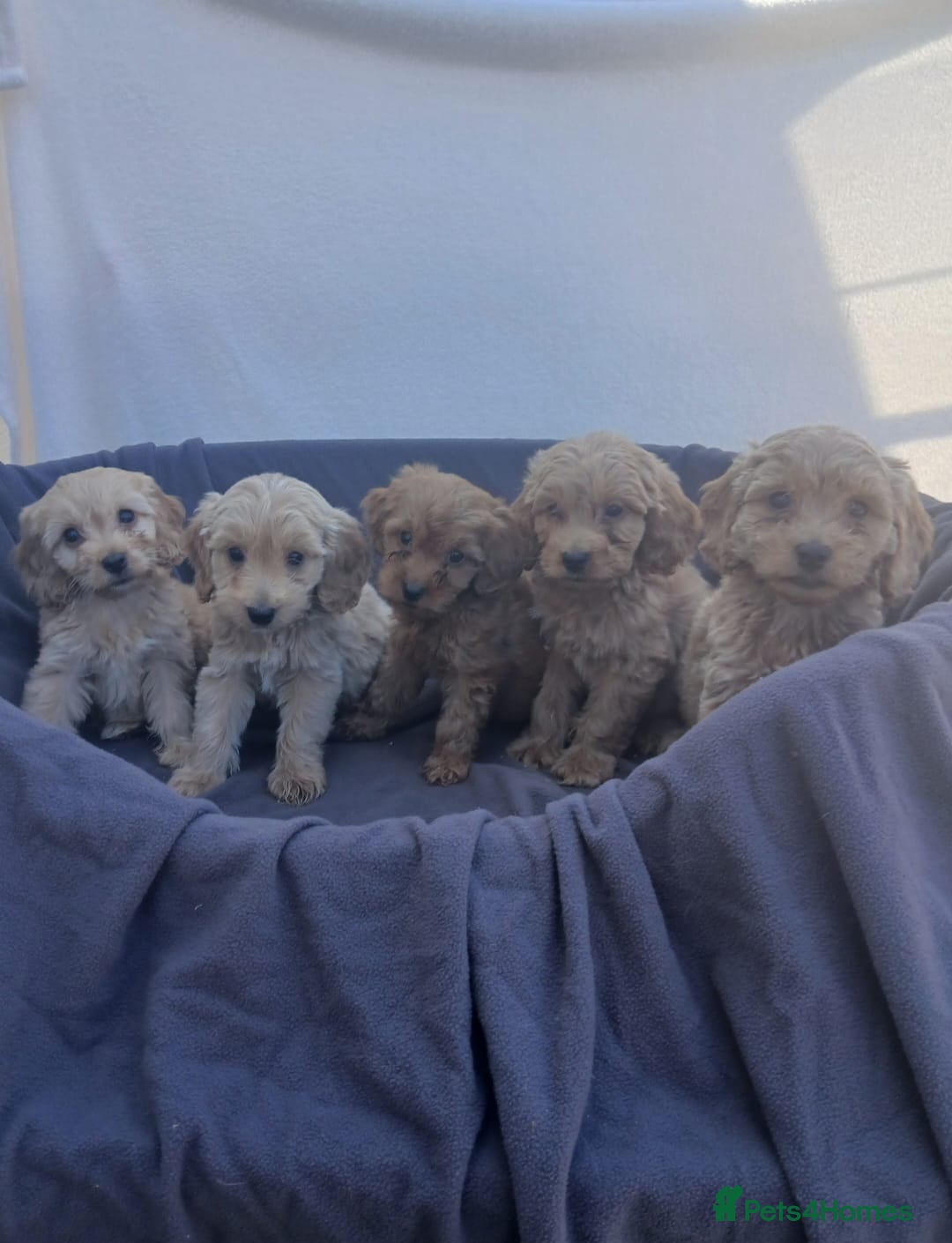 Cockapoo dogs for sale: PRA Clear show type cockapoo puppies  - Image 4