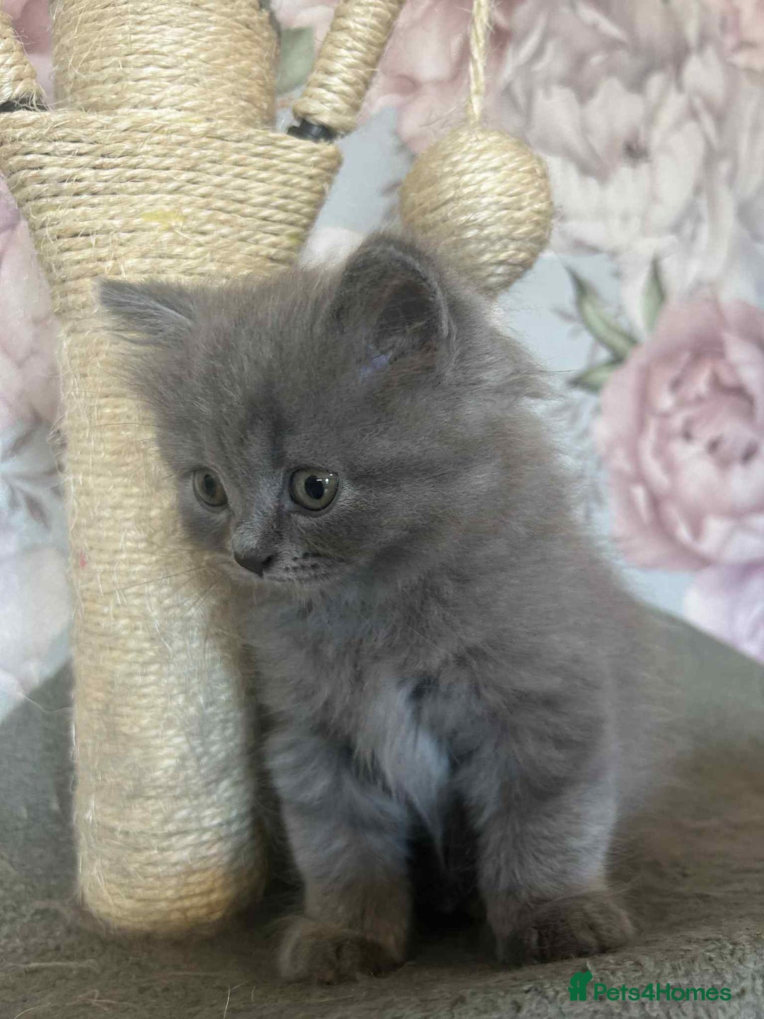 British Longhair cats for sale: British blue kittens  - Image 6