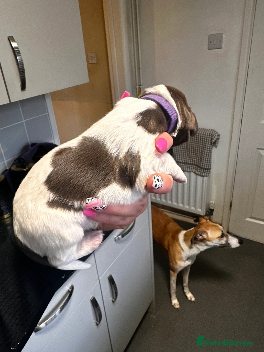 English Springer Spaniel dogs for sale: Gorgeous Working Springer Spaniel Pups! - Advert 8