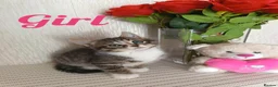 Mixed Breed cats for sale: Adorable kittens 🐈‍⬛ - Advert 4
