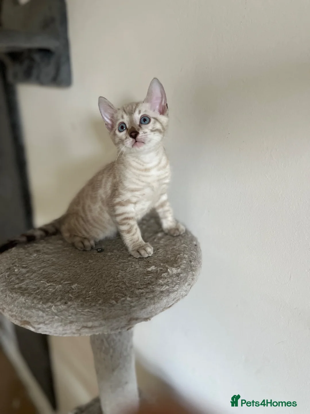 Bengal cats for sale: Two Stunning Snow Lynx Bengal Boys 🐾💙 - Advert 2