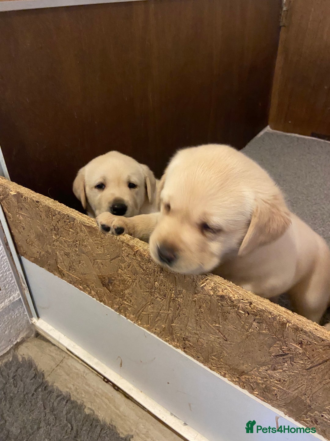 Labrador Retriever dogs for sale: Labrador Retievers  top quality Show type .  - Image 2