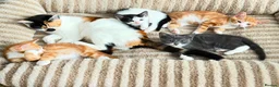 Mixed Breed cats for sale: Beutifull kittens for sale - Advert 1