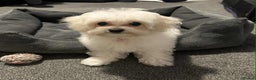 Maltipoo dogs for sale:  Last Tiny korean Maltipoo girl available  - Advert 5