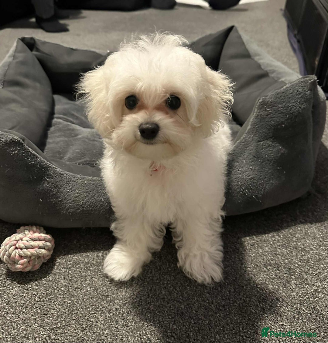 Maltipoo dogs for sale:  Last Tiny korean Maltipoo girl available  - Advert 5