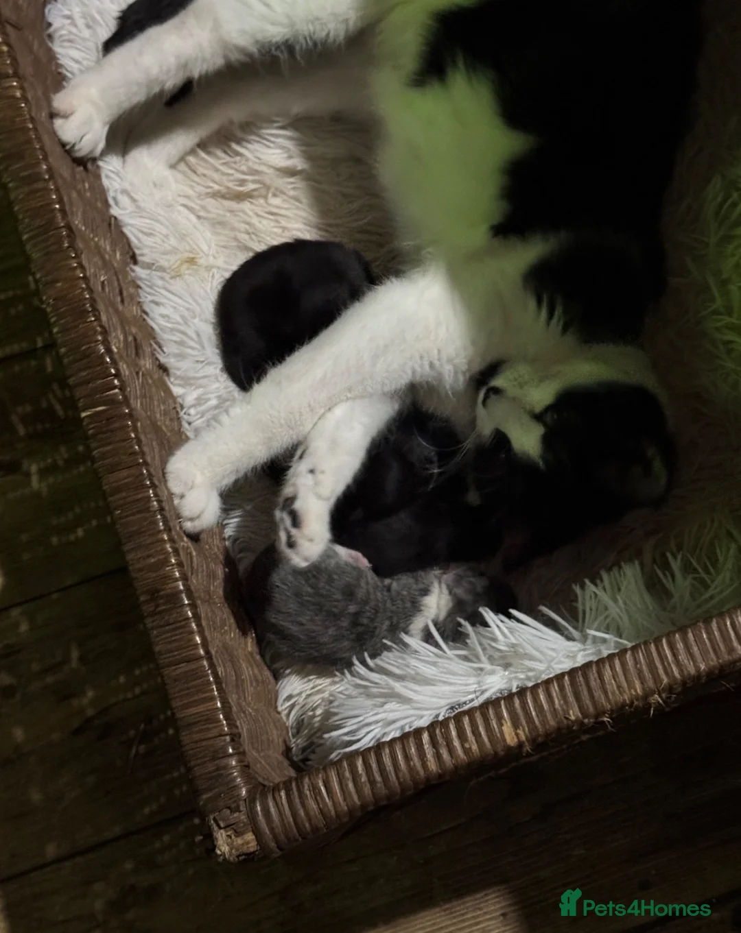Mixed Breed cats for sale: Male kitten  - Advert 5
