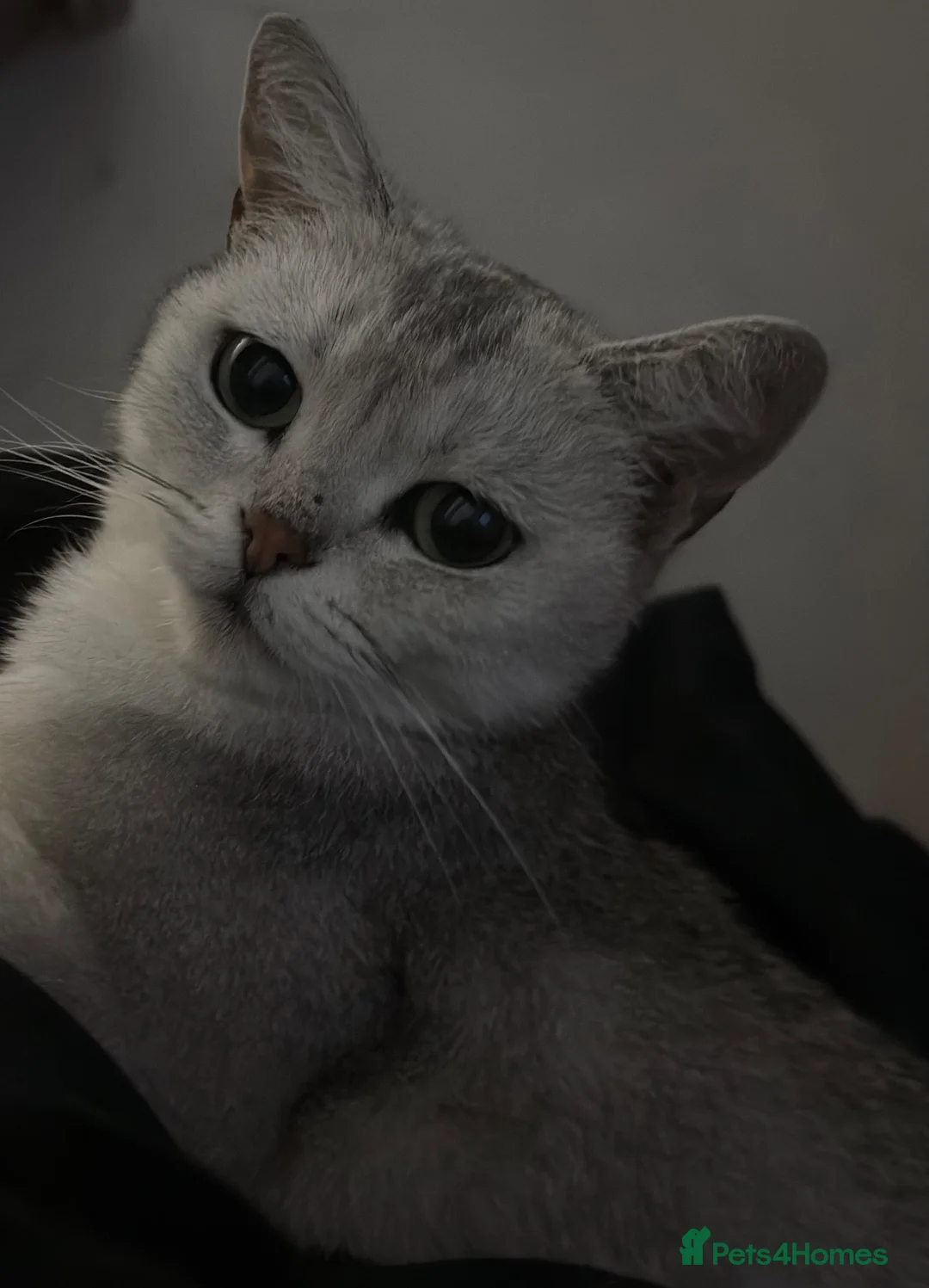 British Shorthair cats for sale: Silver British short hair  - Advert 2