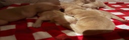 Golden Retriever dogs for sale: Golden retriever puppies boys and girls available  - Advert 4