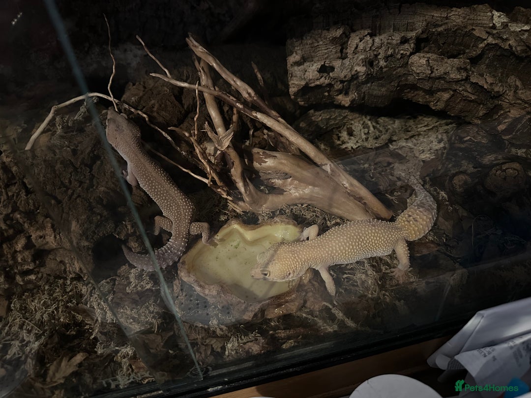 Leopard Gecko reptiles for sale: 2 leopard geckos and vivarium for sale  - Image 13