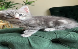 Mixed Breed cats for sale: Kittens for sale  - Image 6