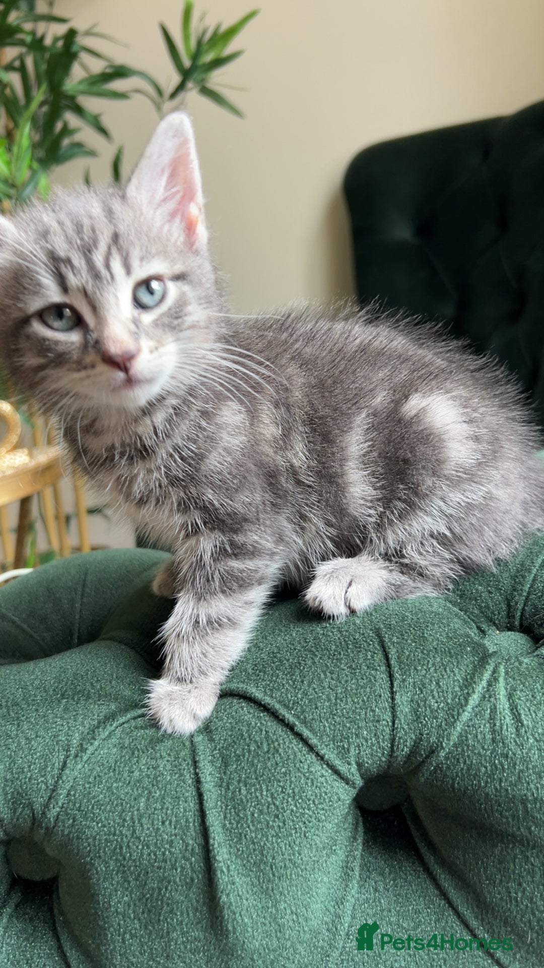 Mixed Breed cats for sale: Kittens for sale  - Image 6
