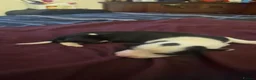 Border Collie dogs for sale: 10 Border Collie pups - Advert 6