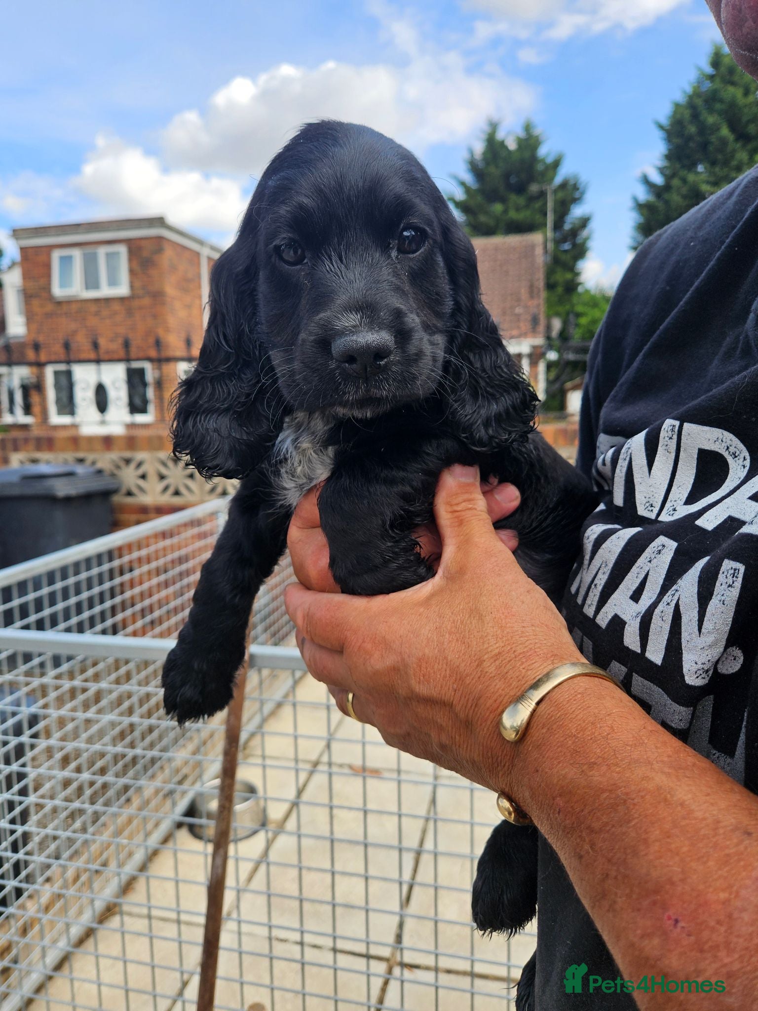 Cocker Spaniel dogs Cocker spaniel puppies  - Advert 1