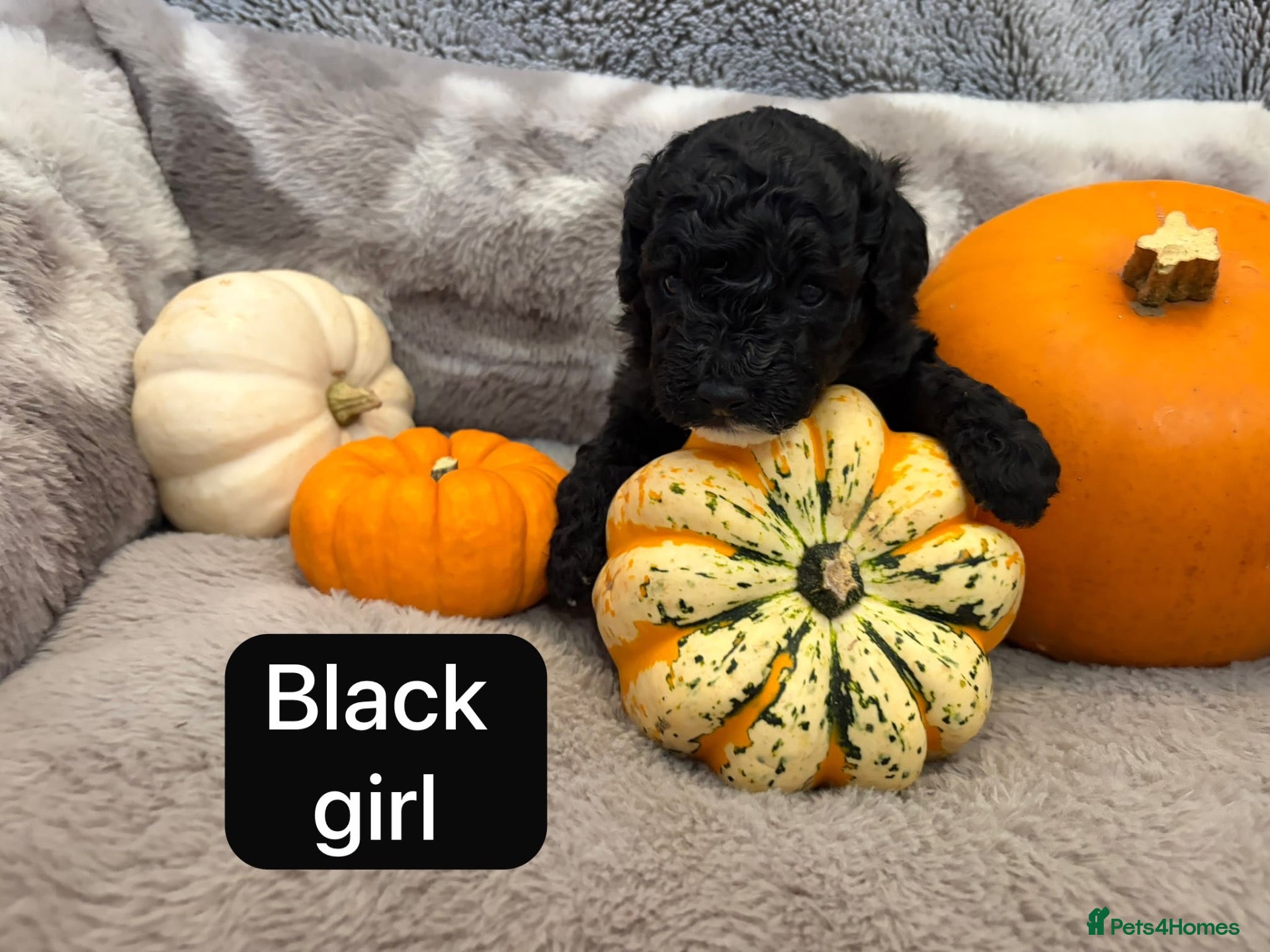 Cavapoochon dogs 🐾LAST1 CAVAPOOCHON PUPPIES🐾 - Advert 15