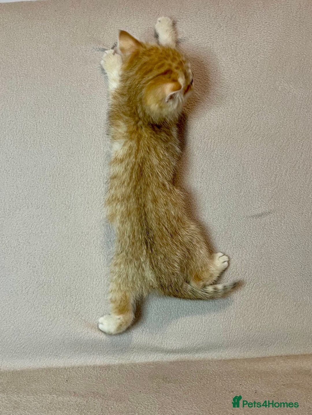 British Shorthair cats for sale: 🐾BSH Golden Kittens🐾  - Advert 8