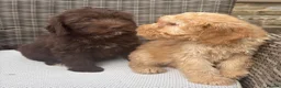 Labradoodle dogs for sale: Gorgeous puppies for sale!  - Advert 5