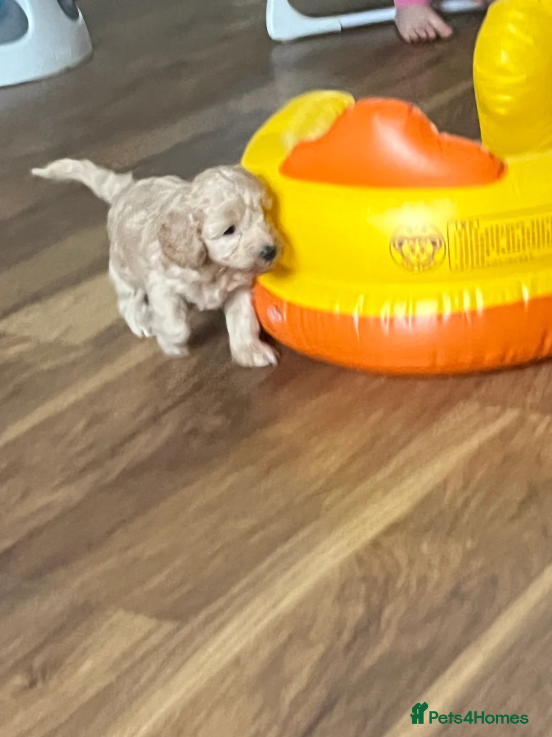 Cockapoo dogs for sale: F1B cockapoos looking for loving homes  - Advert 8