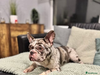 French Bulldog dogs French bulldog - Advert 16