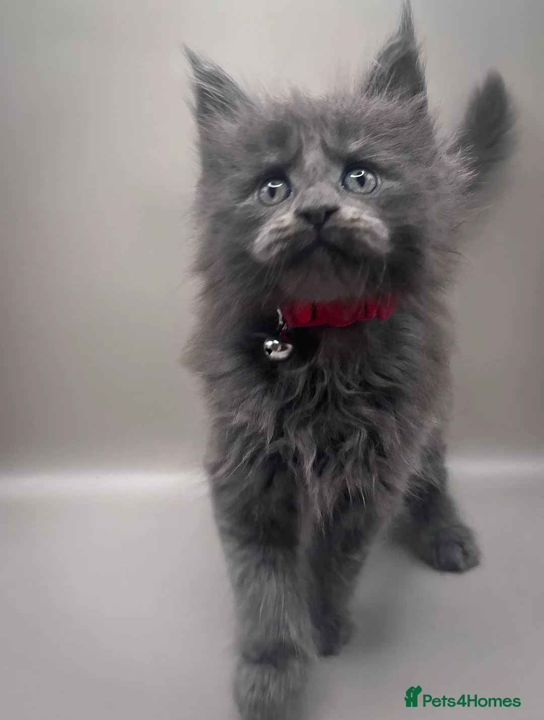 Maine Coon cats for sale: Pedigree Maine Coon Kittens  - Advert 5