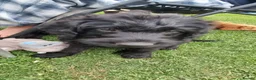 Labradoodle dogs for sale: Wonderful labradoodle puppies - Advert 3
