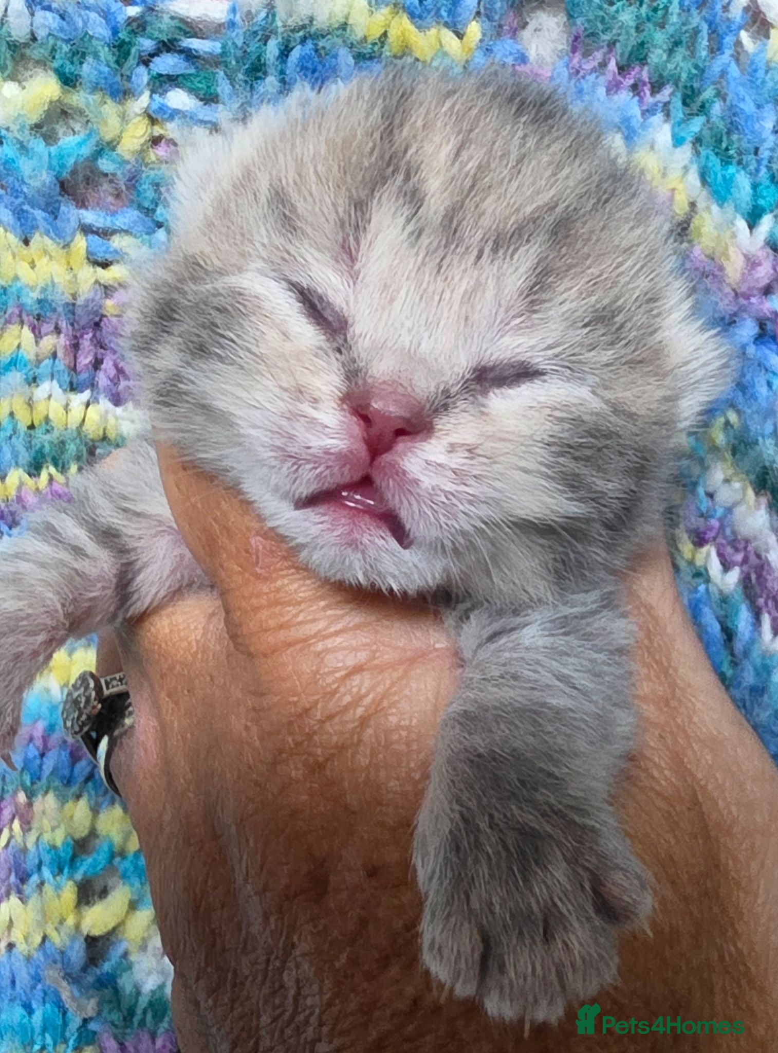 British Shorthair cats TICA reg british shorthair kittens - Advert 12