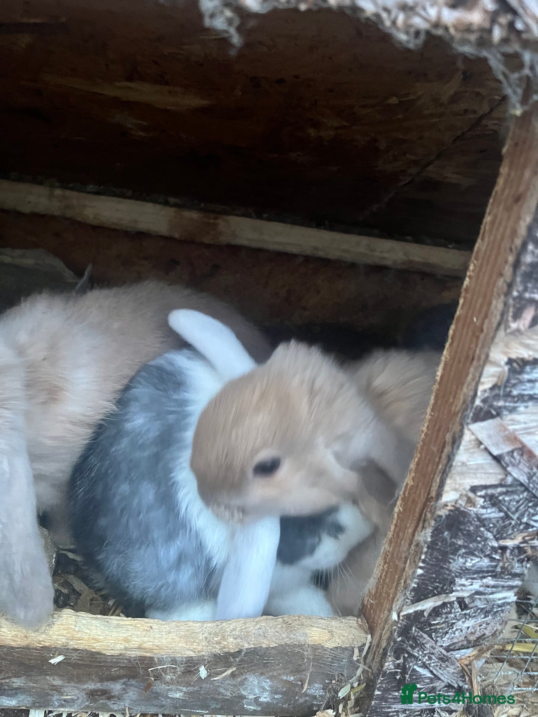 Mini Lop rabbits for sale: Mini lops for sale  - Advert 2