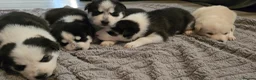 Siberian Husky dogs for sale: 5 Beautiful Husky puppies  in Neath - Advert 8