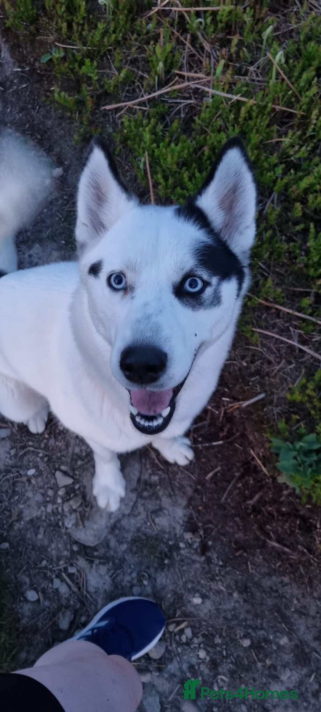 Mixed Breed dogs for sale: Dalsky looking for forever home - Image 3
