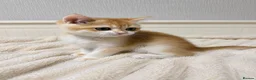 British Shorthair cats for sale: 🧡 Exceptional golden British shorthair kittens 🧡 - Advert 8