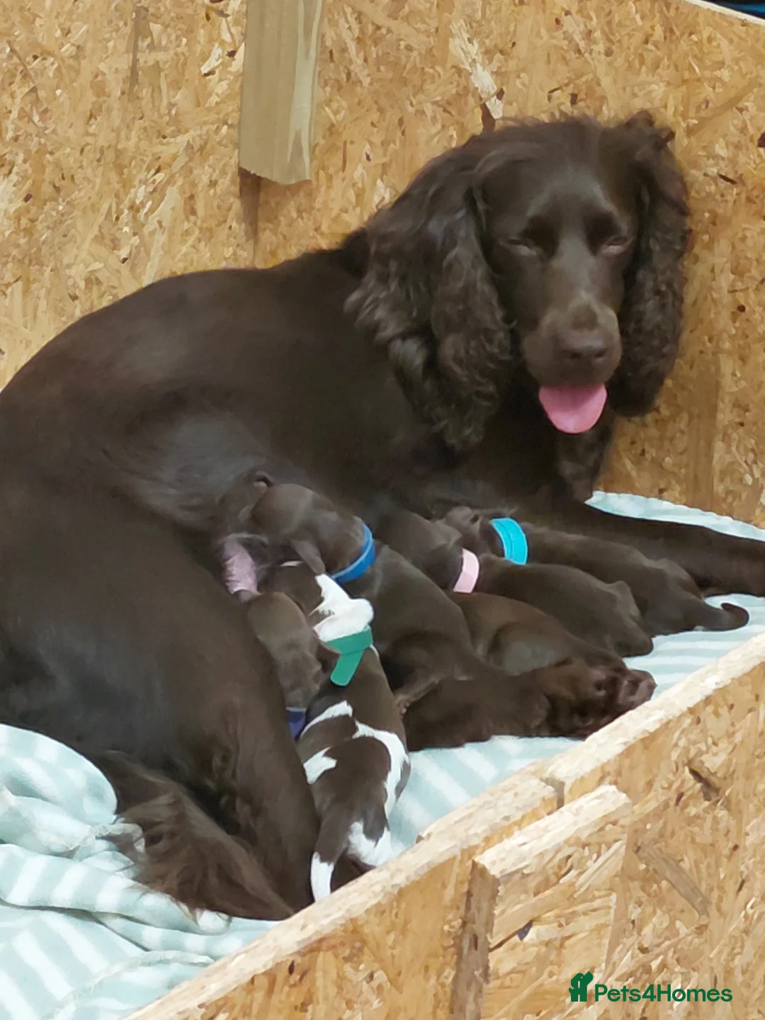 Cocker Spaniel dogs for sale: Working Cocker Spaniel Puppies 5 weeks old - Advert 1