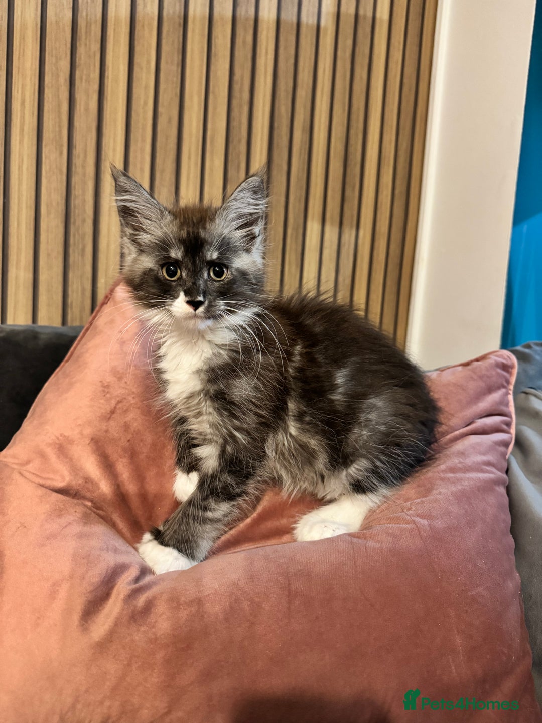 Maine Coon cats for sale: Maine coon TICA reg polydactyl boy black smoke  - Advert 1