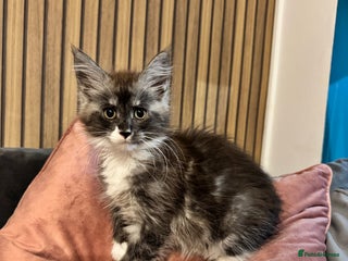 Maine Coon cats Maine coon TICA reg polydactyl boy black smoke - Advert 17