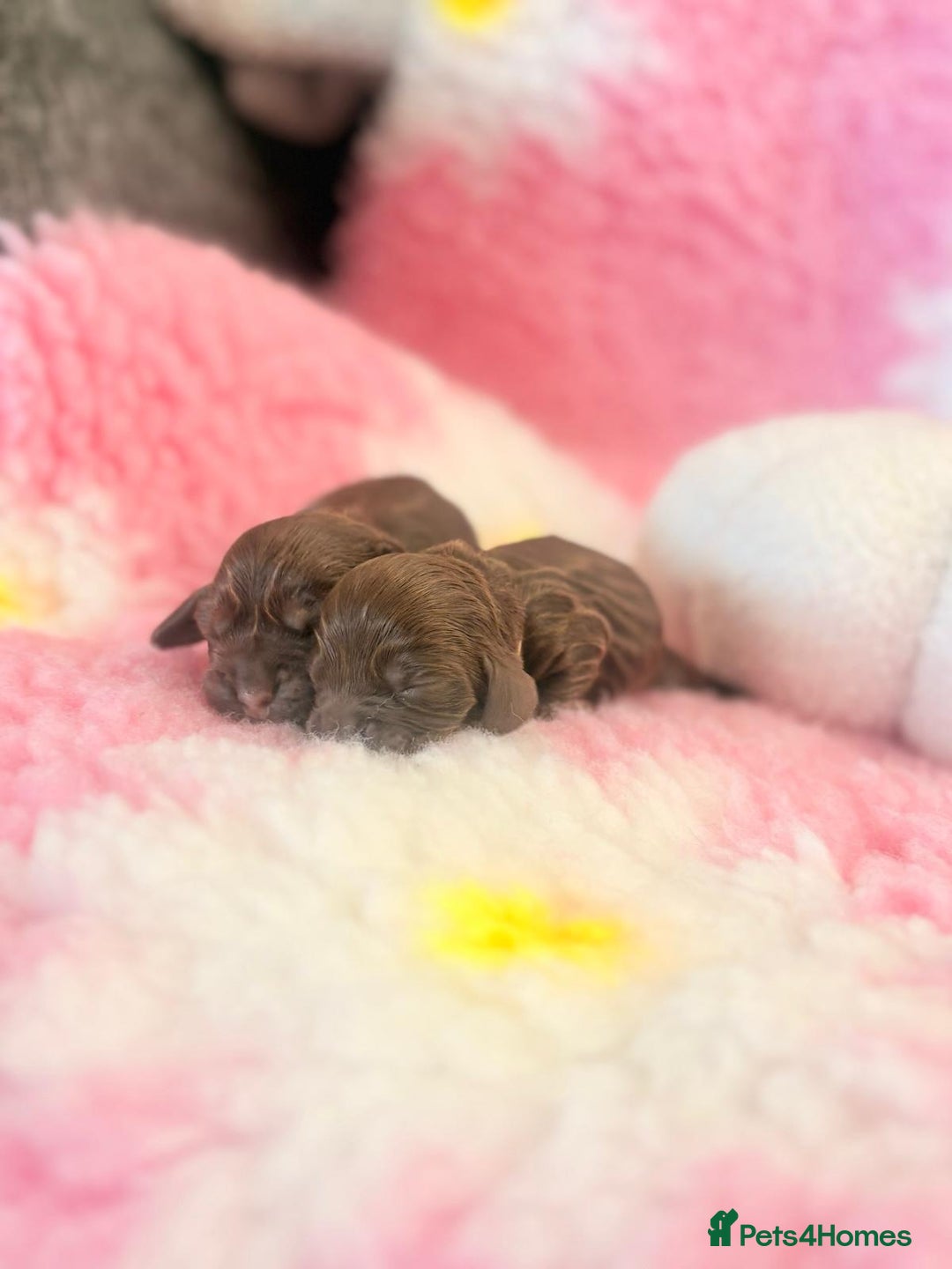 Cocker Spaniel dogs for sale: Stunning litter of show cocker spaniels  - Image 21