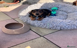 Mixed Breed dogs for sale: 1 Jack Russell x mini dashound puppies £800 - Image 20