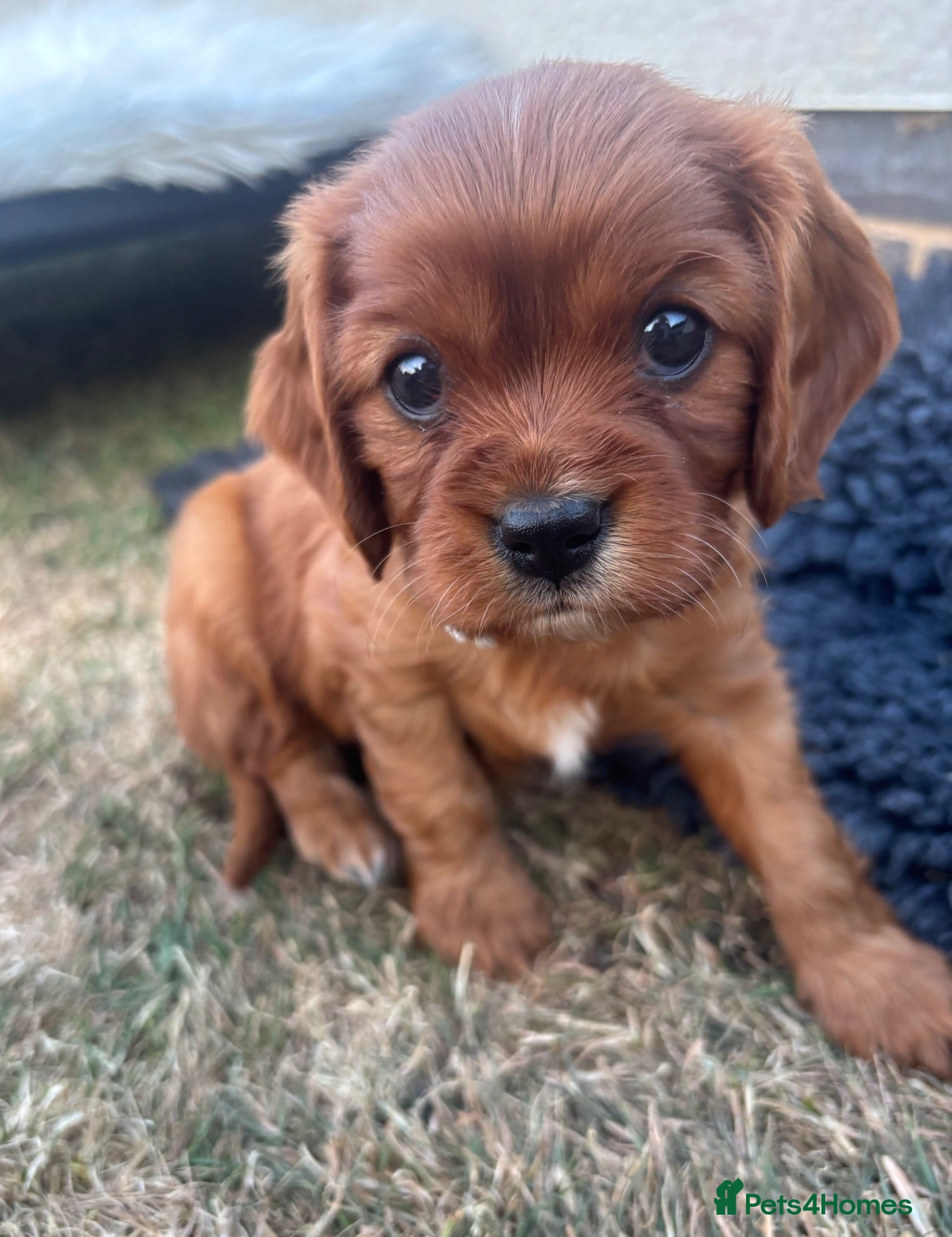 Cavalier King Charles Spaniel dogs Beautiful KC reg CKCS litter 💛 Ruby Boy Left 💛 - Advert 2