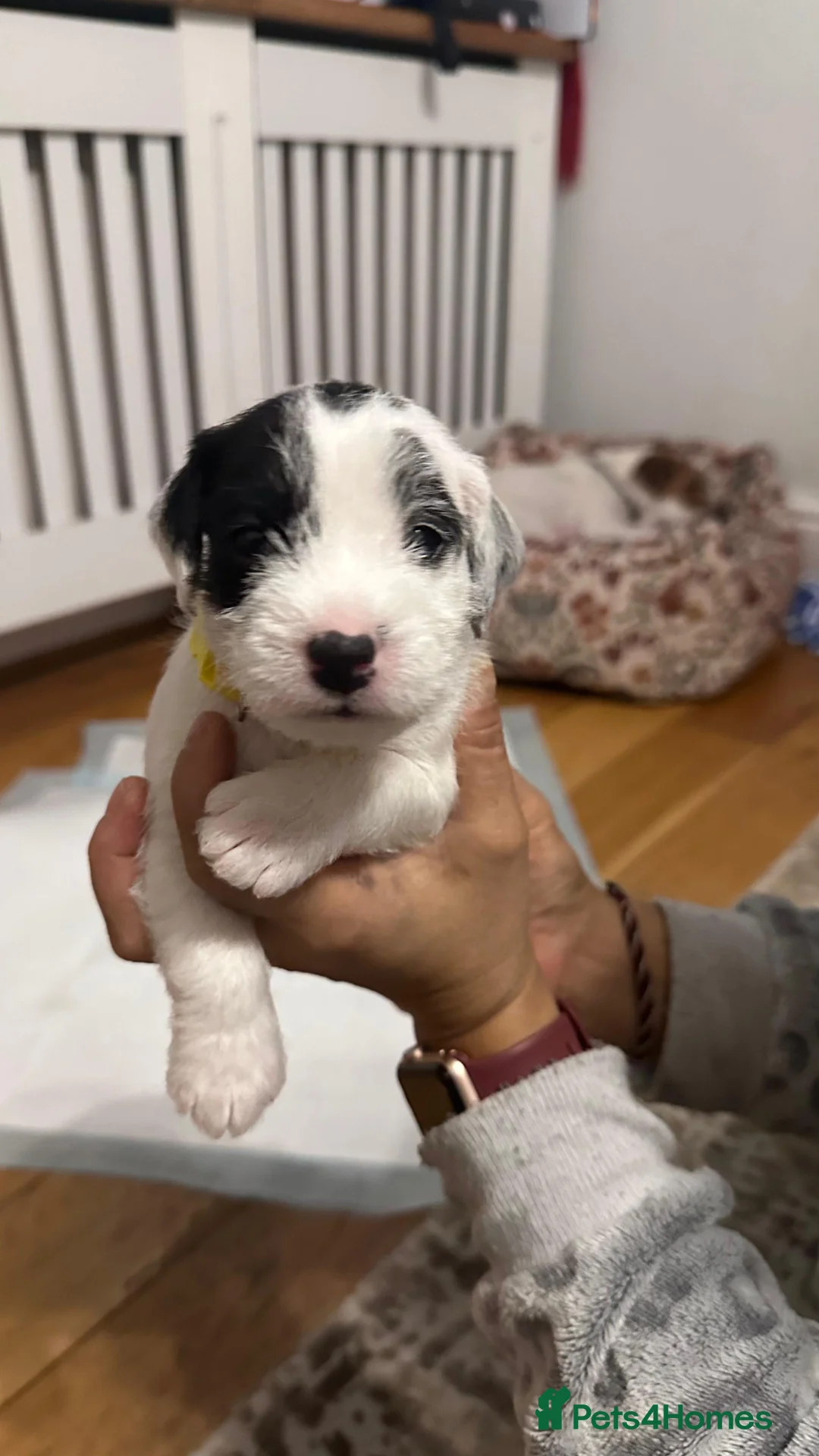 Parson Russell dogs for sale: Boy parsons terrier  - Advert 14